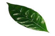 Leaf